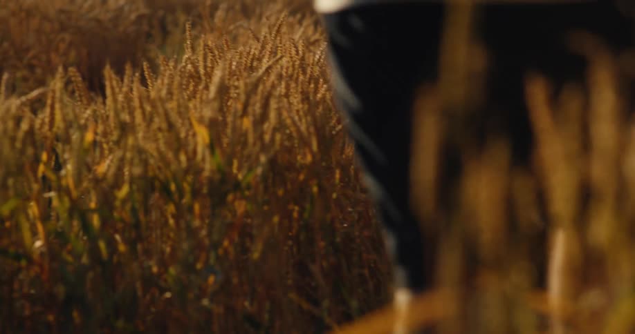 A field of golden wheat sways gently in the warm late afternoon sunlight a person walks through the tall stalks their hands occasionally brushing against the grain as they move away from the camera