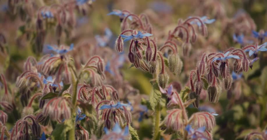 Purple flowers on a plant outdoors during day time