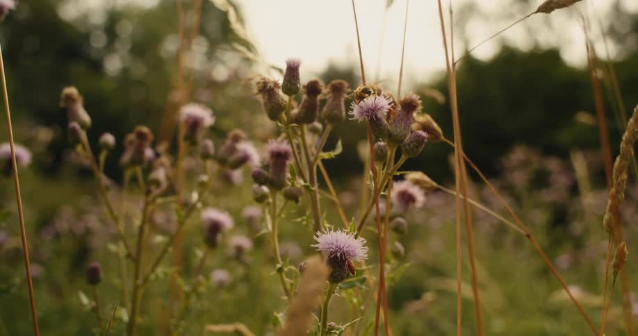 Bees flying around thistles and flowers