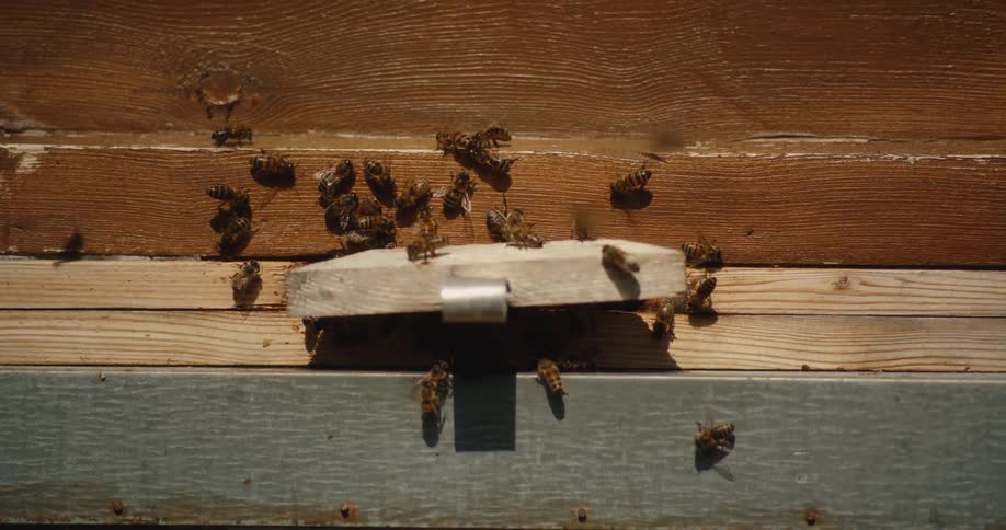 Honey bees congregate and fly around the narrow entrance of a wooden beehive