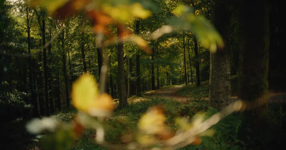 View through the leaves of a trail in the forest