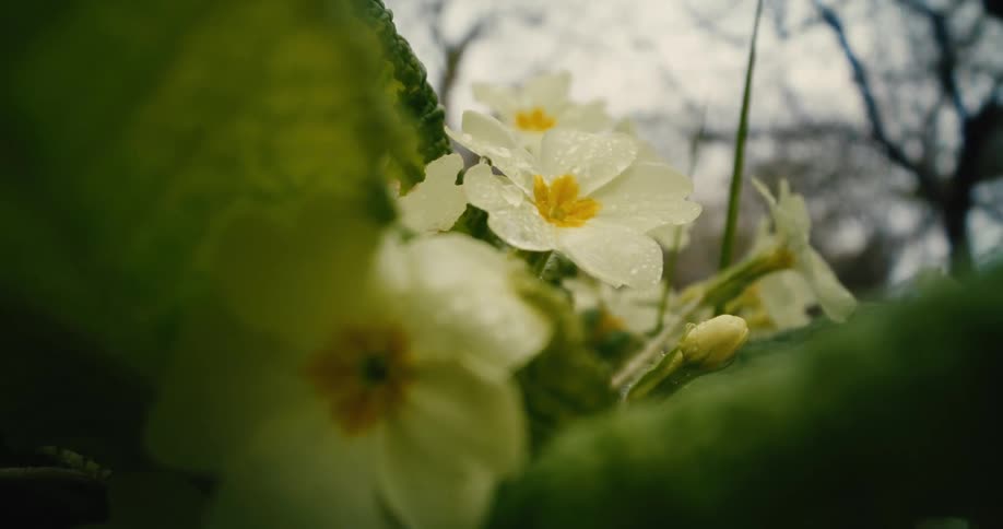 A group of pale yellow primrose flowers covered in fresh raindrops under a cloudy skythe camera provides a lowangle closeup view through green leaves creating a sense of being deep within the garden foliage