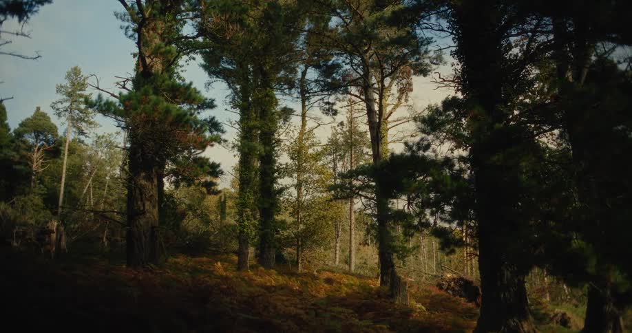 Tall trees with dark trunks and green leaves stand in a forest as sunlight filters through the branches onto the ground