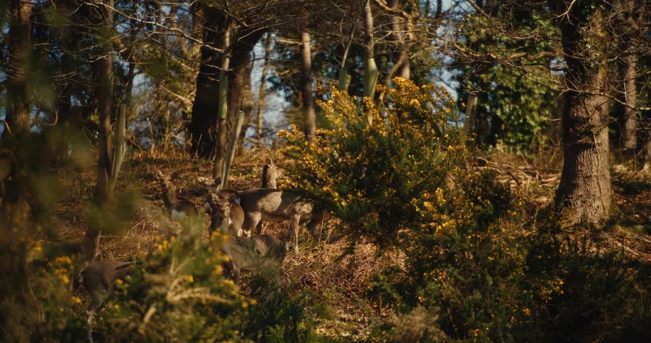 A small herd of deer stands alert among the shadows and golden light of a dense woodland thicketthe scene is framed by gorse bushes with yellow flowers and tall trees capturing a quiet moment in nature during the late afternoon