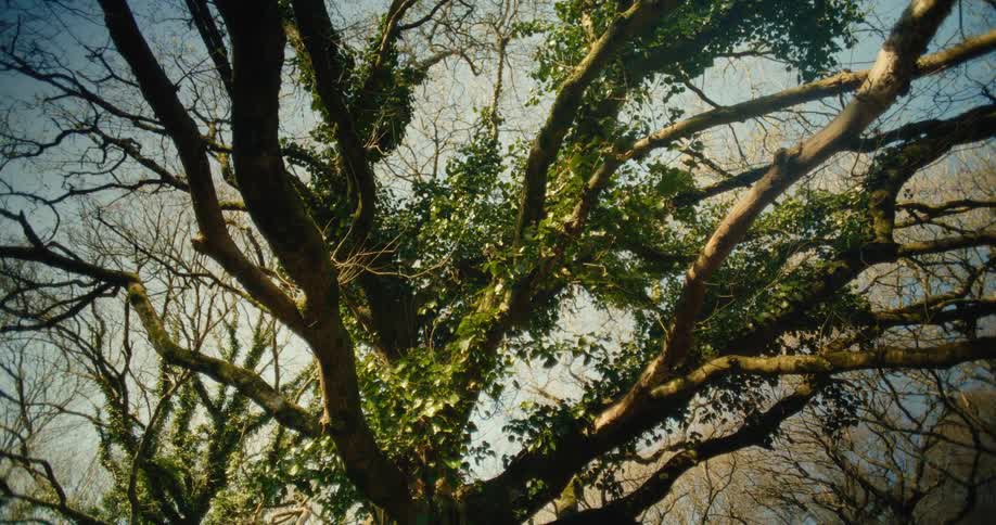 Thick gnarled branches covered in green ivy spread outward like a canopy against the bright clear skysunlight filters through the winter forest highlighting the rough textures of the bark and the dense evergreen leaves climbing the trunk