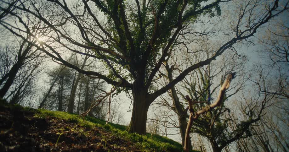 A low angle view of a large tree with thick green vines climbing the trunk and bare branches spreading across a clear sky as sunlight shines through the woods on a grassy hillside