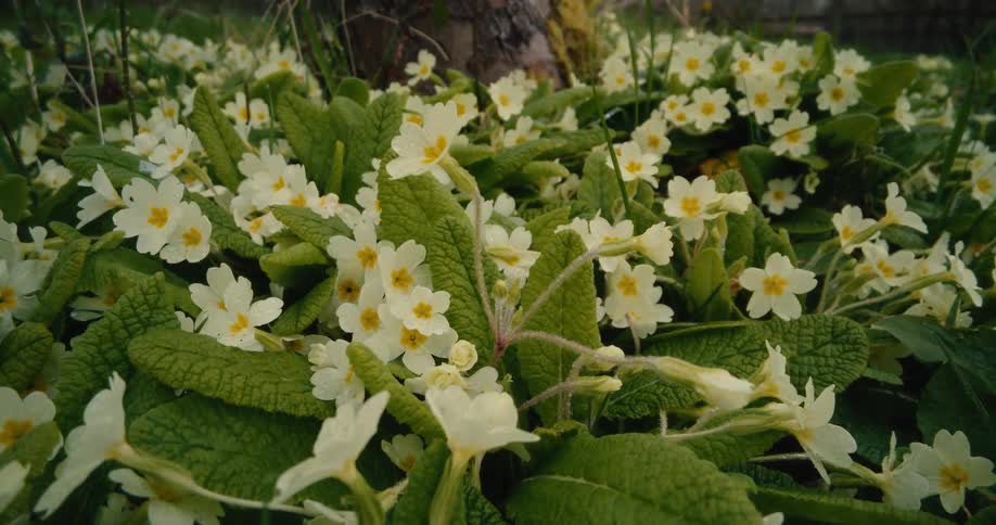 A dense patch of pale yellow primrose flowers with golden centers grows among textured green leaves at the base of a tree