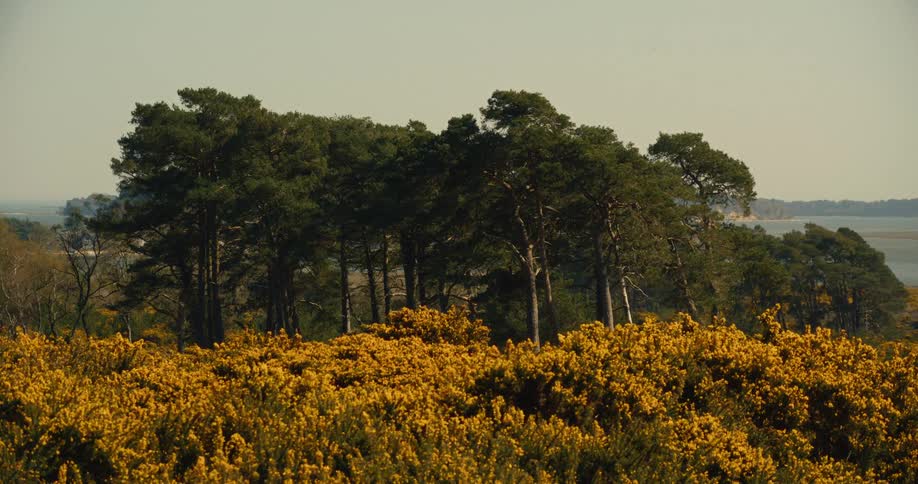A vibrant field of yellow gorse bushes sits in the foreground while a small grove of tall pine trees stands prominently against a soft sky