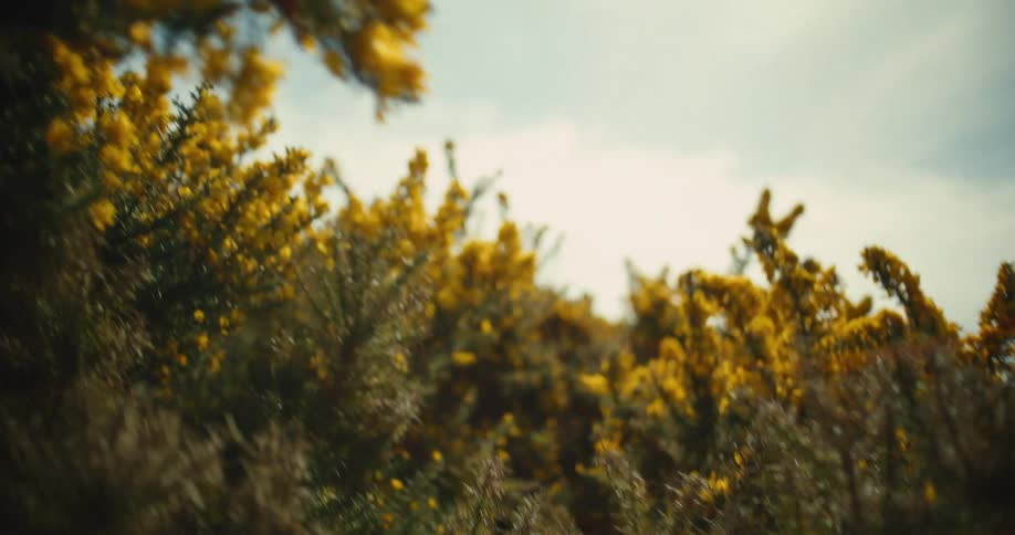 Flowering shrubs with bright yellow blossoms in natural setting