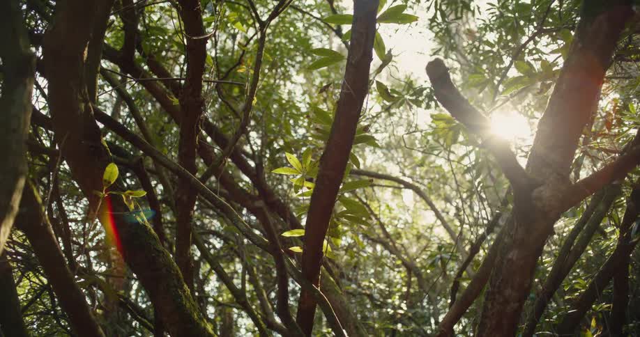 Golden sunlight filters through the dense canopy of a forest creating bright lens flares and highlighting the textures of the mossy tree branchesthe camera remains steady as the light shifts slightly behind the leaves emphasizing the peaceful and nat