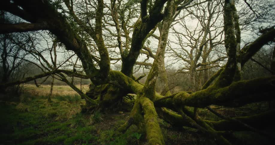 Mossy branches of a large old tree spread across a grassy field under a pale sky