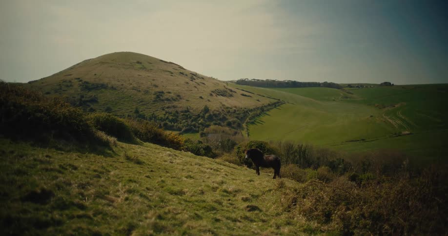 In a wide landscape of rolling green hills a dark horse stands on a grassy slope under a clear skythe animal lowers its head to graze while the late afternoon sun casts long shadows across the valley