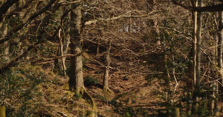Deer crossing the forest
