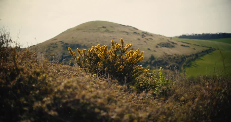 A vibrant yellow flowering bush sits in the center of a rolling green hillside under a soft overcast skythe foreground is filled with textured brown brush creating a sense of depth against the gentle slopes of the distant mounds