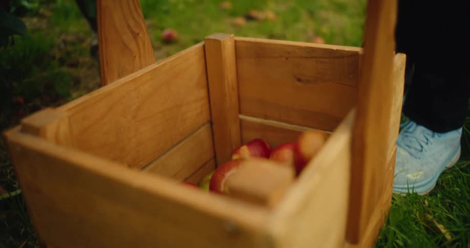 A person picks red apples and places them into a wooden crate on the grass within an orchard