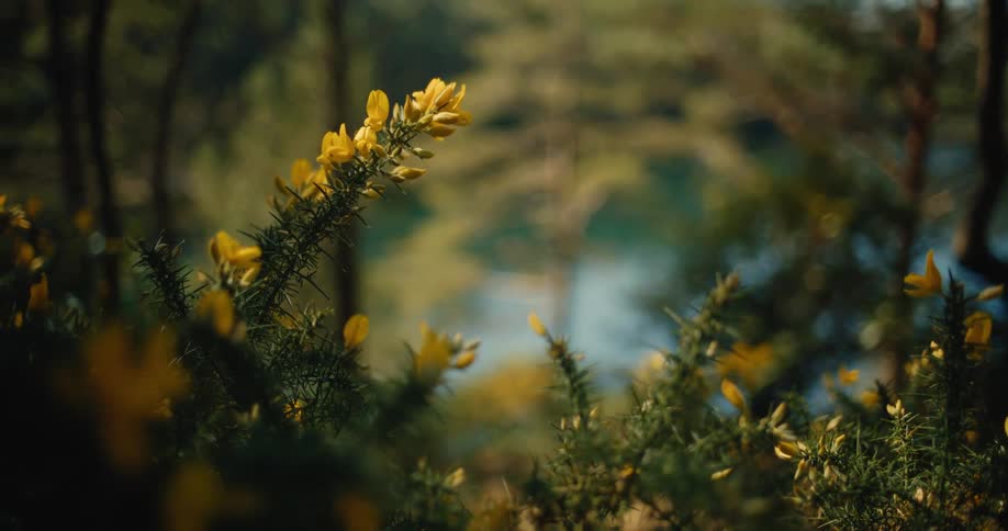Yellowflowered shrubs in front of lake and trees