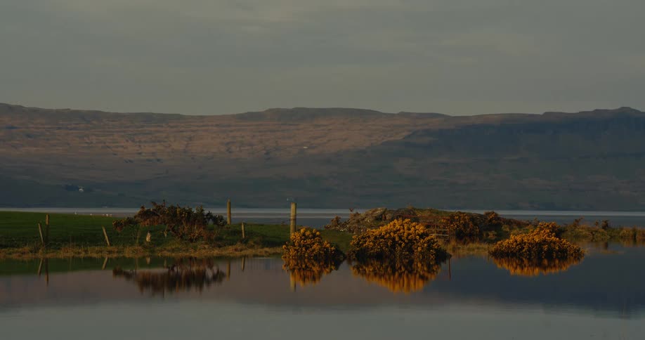 This video features a serene landscape with yellow flowering bushes reflected in a calm body of water in the background rolling hills stretch across the horizon under a soft overcast sky