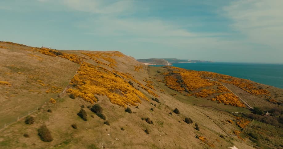 Rolling coastal hills covered in vibrant yellow gorse flowers and green grass under a clear sky while the deep blue ocean stretches toward the horizon alongside steep cliffs and a long stone wall