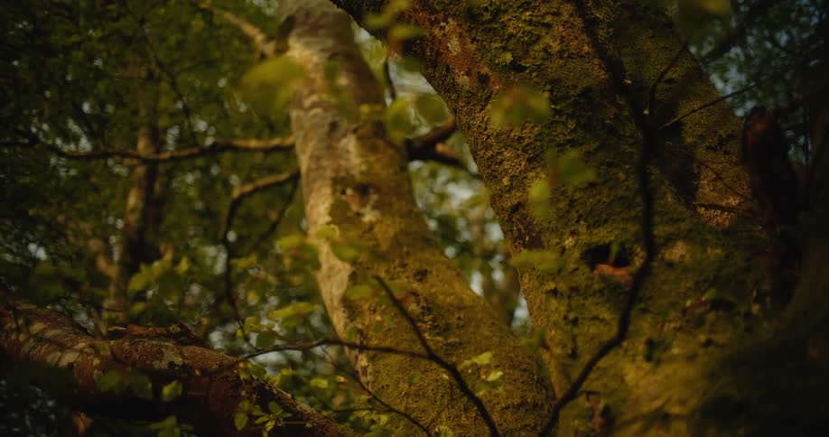 A closeup lowangle shot of textured tree trunks covered in moss within a sundrenched forest soft light filters through the green canopy creating a warm tranquil atmosphere as the leaves gently shift in the background
