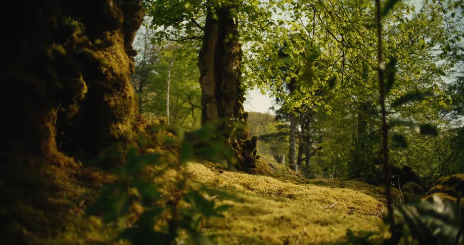 The green forest has heavy sunlight