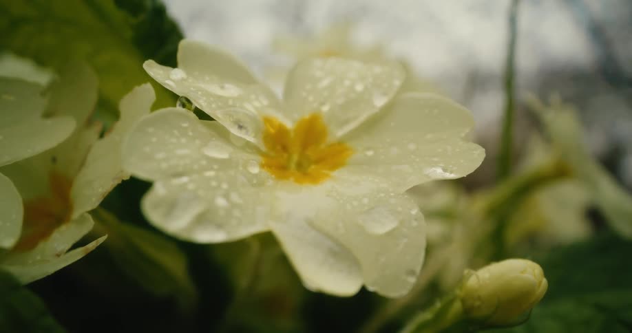 A pale yellow primrose flower covered in rain droplets with a blurred background
