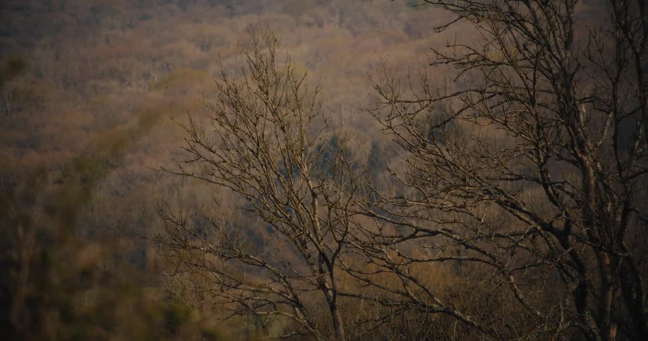 A static wide shot shows bare tree branches in the foreground against a background of a leafless forest on a hillside