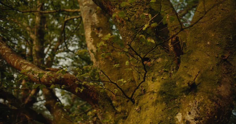 A dense forest features tall trees with thick bark and green leaves while warm light shines through the branches