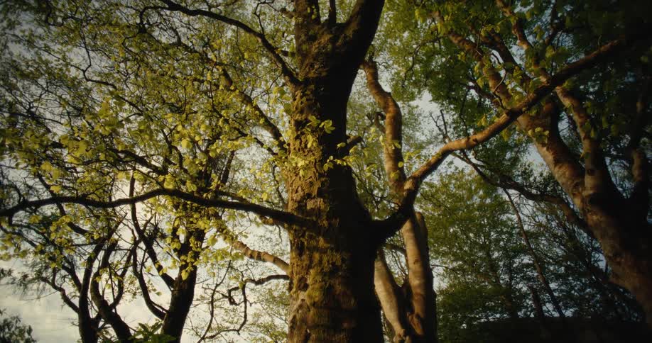 A large tree outdoors in a forest area