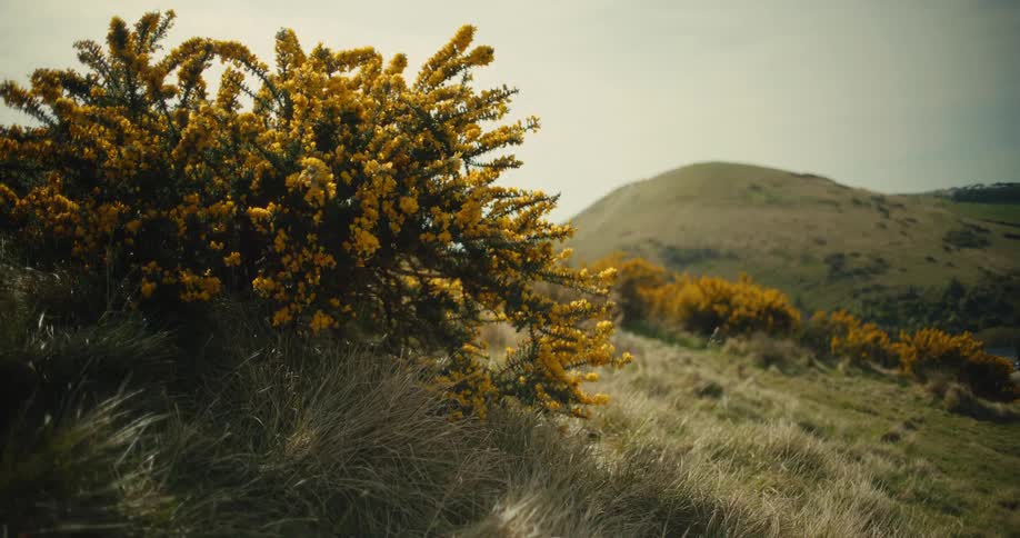 Sunlight shines on plants and flowers moving in the wind on a mountainside
