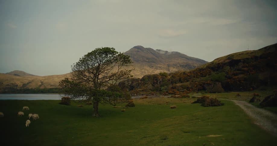 Sheep in a grassy field by a lake and mountains