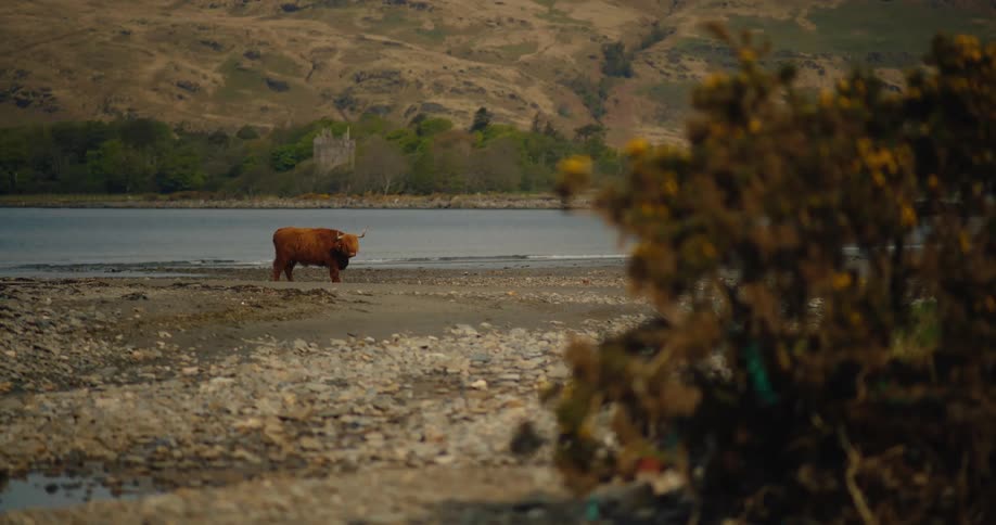 A cow standing out near a river