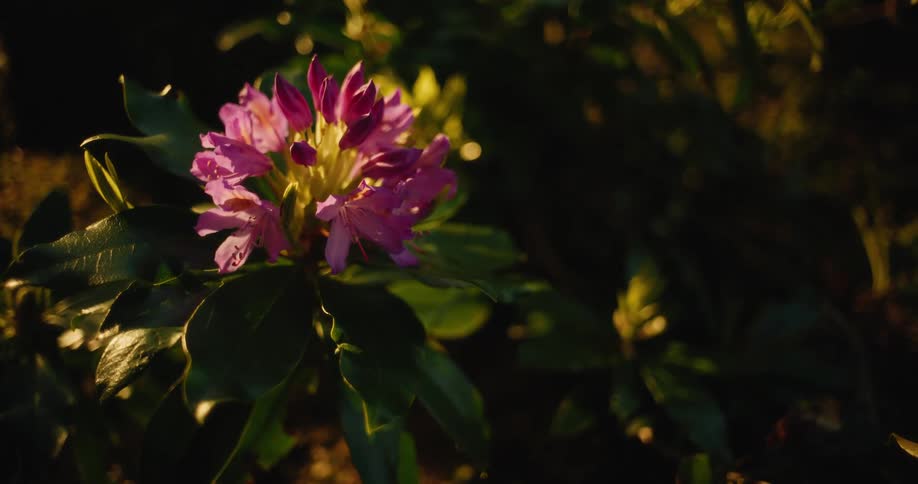 The large flower is in the bush