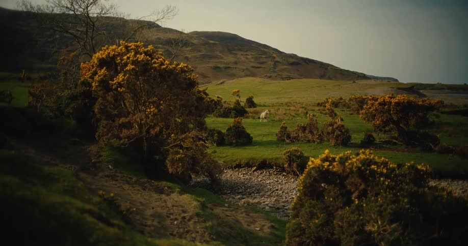 A green field contains bushes with yellow flowers and a white sheep grazing in the distance near rolling hills under a grey sky