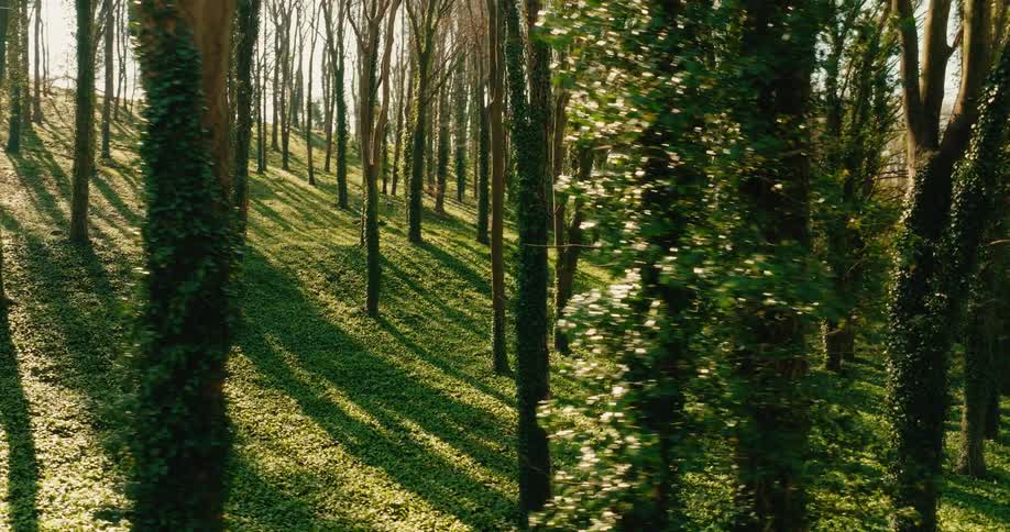 A view of a forest full of trees and grass