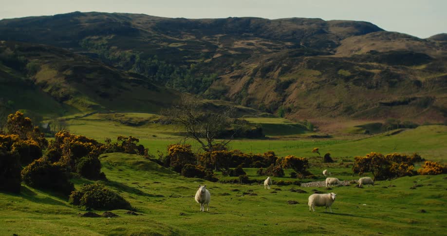 Rural landscape with green hills and sheep grazing in the foreground