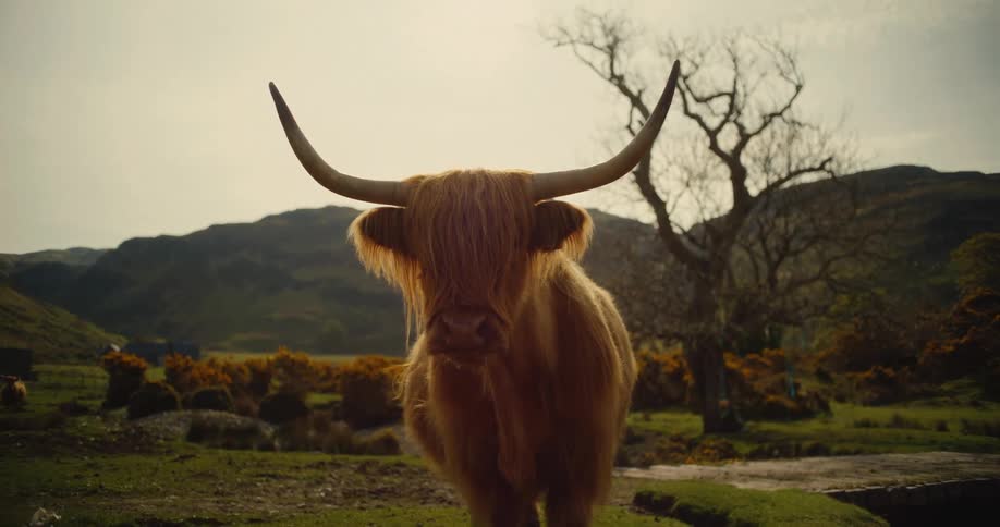 The large ox is standing on the field