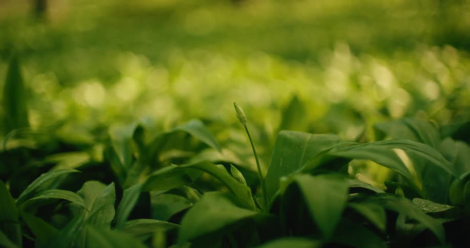 A close view of lush green wild garlic plants with a single bud rising above broad leaves in a sunlit forest during a bright day