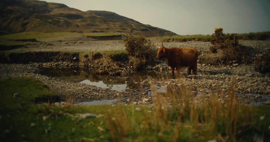 A highland cow stands motionless on a rocky riverbank next to a shallow stream while rolling hills and sparse vegetation fill the background under a soft overcast sky