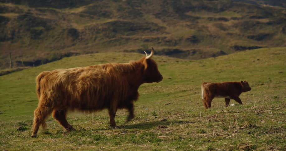 Highland cow and calf walking on grassy hillside
