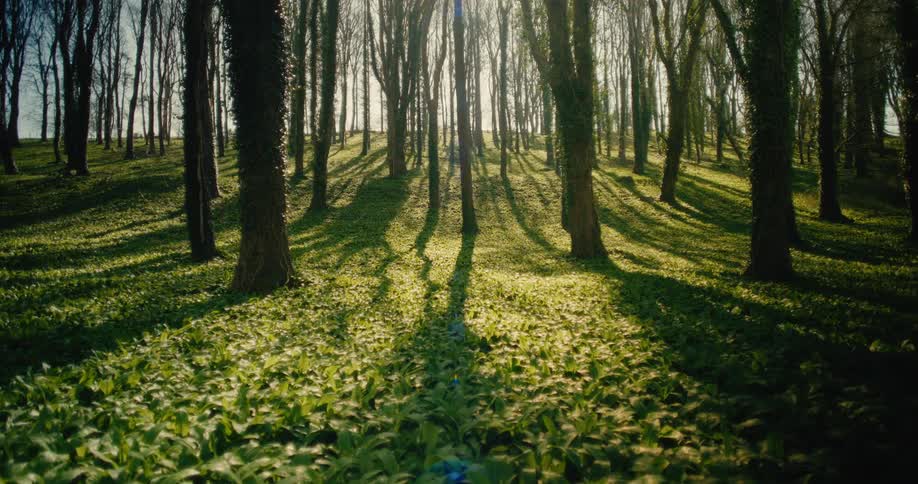 A sundrenched forest floor covered in lush green plants likely wild garlic long shadows from the bare trees stretch across the verdant landscape as the sunlight filters through the canopy