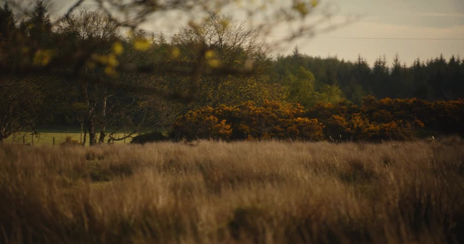 Some deer outdoors in a grassland area