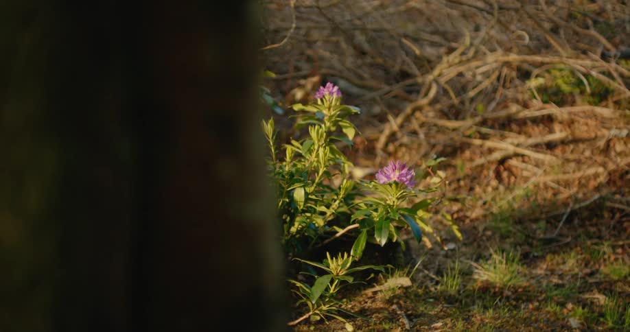 Plant with flowers next to a tree trunk outdoors