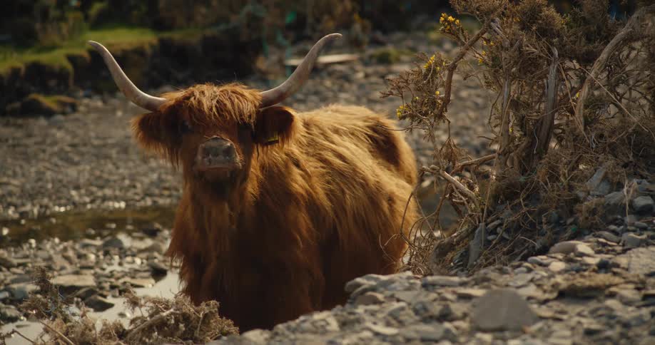Highland cow on rocky terrain near stream