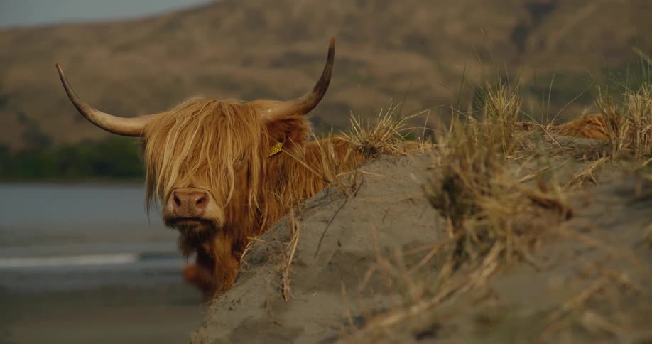 Highland cow with long hair and curved horns peeking over sandy embankment