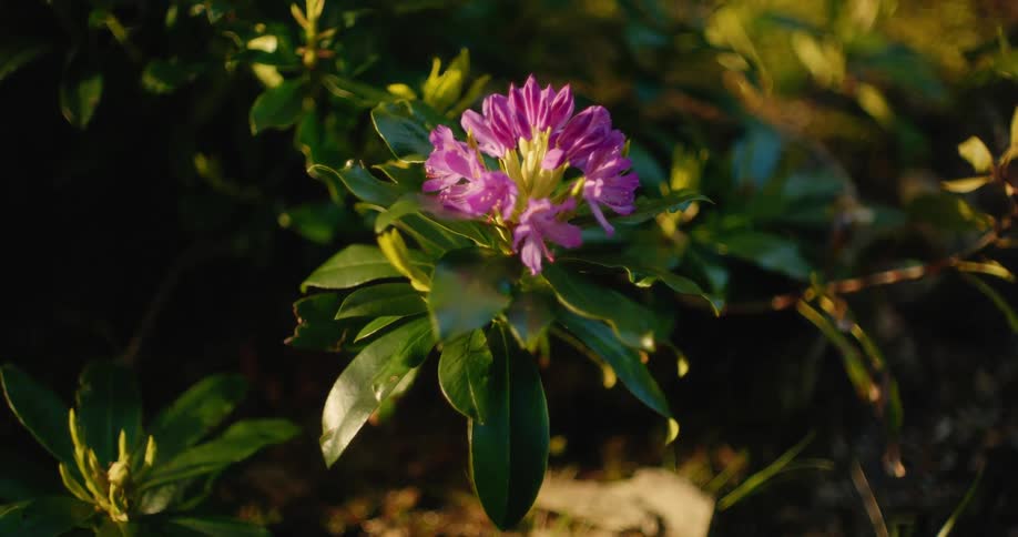 Purple rhododendron flower in focus surrounded by green leaves
