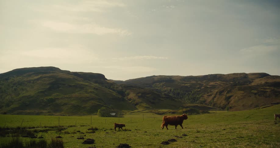 In a vast sundrenched valley a brown highland cow and its calf walk slowly across a green pasturerolling rocky hills rise in the background under a pale hazy sky as the cattle move toward the right side of the frame