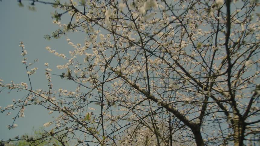 A lowangle shot captures a cherry blossom tree in full bloom with delicate white flowers stretching across the framethe dark sprawling branches create a natural lattice against a clear pale blue sky as the camera moves gently beneath them