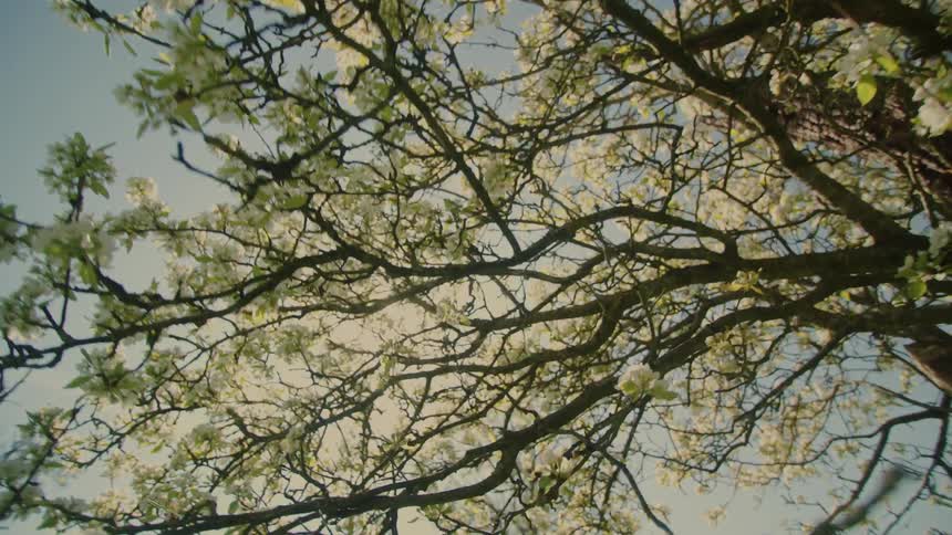 Tree branches blooming with white flowers against blue sky