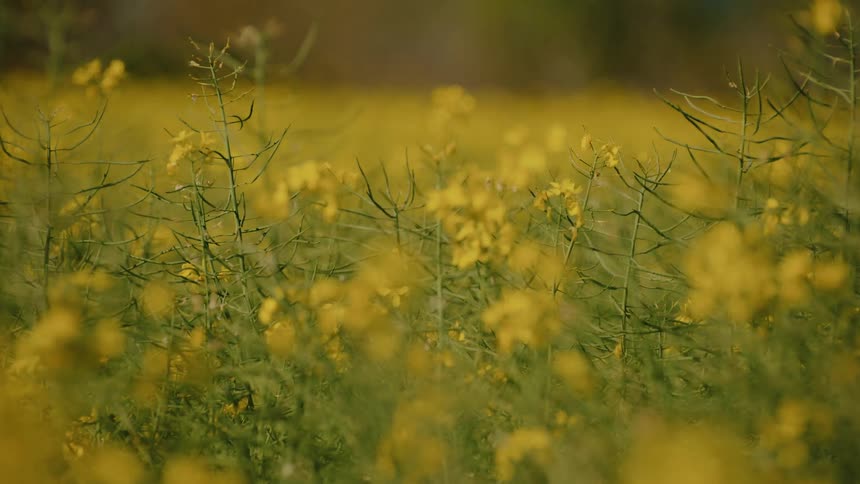 Yellow flowers fill the field