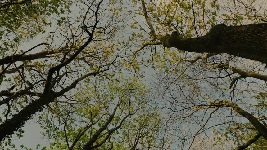 The camera looks directly upward from the forest floor capturing the dark silhouettes of tree trunks and sprawling branches against a pale sky thin green leaves are scattered across the canopy subtly shifting as a gentle breeze moves through the upper